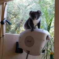 Koala on a Hoselink Retractable Reel